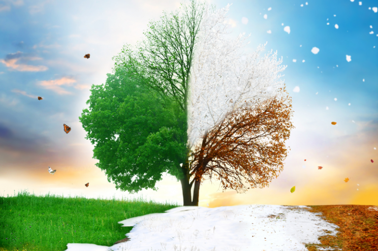 Tree divided into four seasons, with vibrant green leaves on one side and a snowy, bare tree on the other, symbolizing seasonal changes in nature.